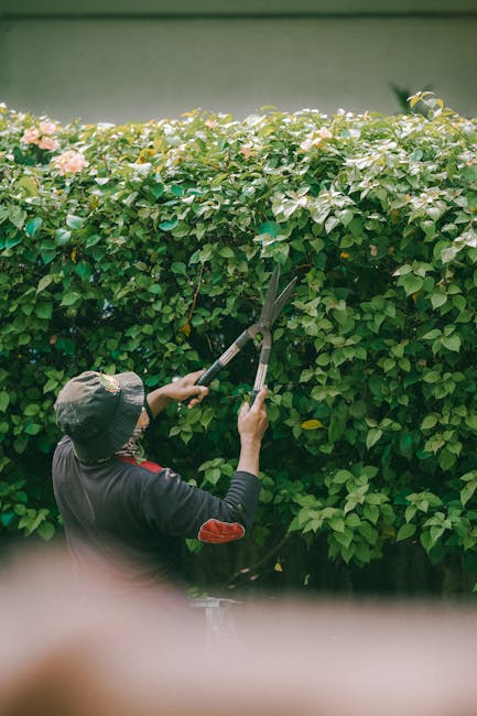 A gardener wearing a wide-brimmed hat and dark clothing is trimming an extensive hedge with long-handled pruning shears, focused on shaping the leafy green shrub. The dense hedge features small, round